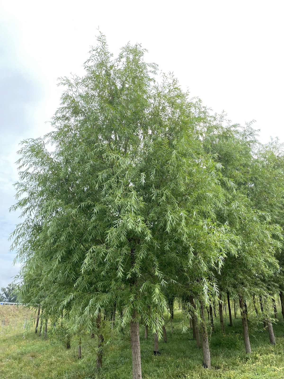 3-eves-Salix-alba-Corvinus-Express-scaled-1