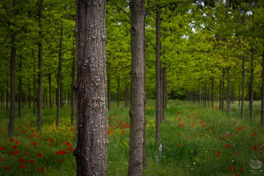 OMME Szakmai Nap Obelisk sorok